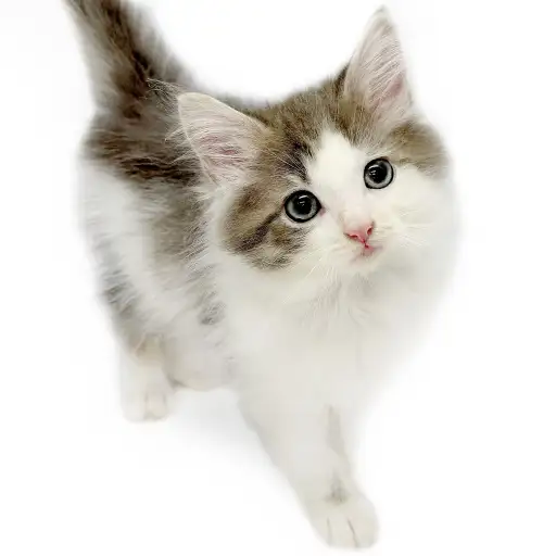 ノルウェージャンフォレストキャット