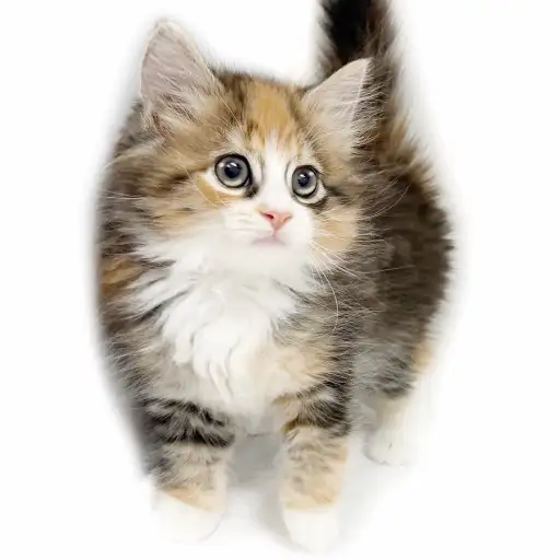 ノルウェージャンフォレストキャット