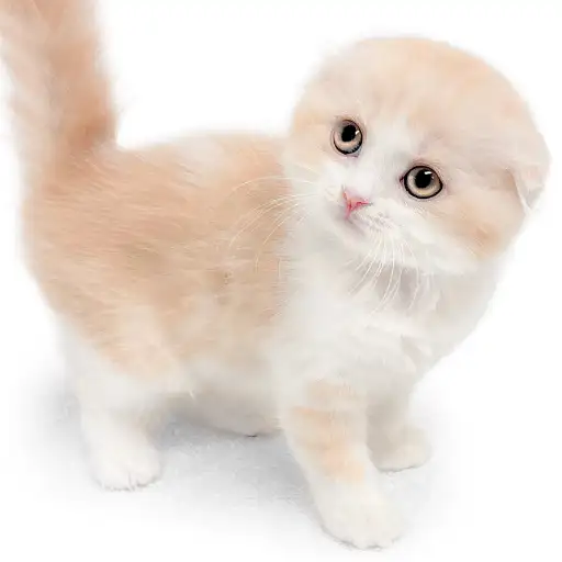 スコティッシュフォールド