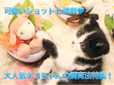 【猫との生活】大人気のねこちゃんの飼育法特集！！！可愛い子猫の素敵なショットいっぱいあります♡：白楽店編