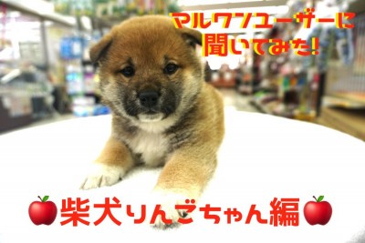 【 大倉山店ユーザーインタビュー 】初めての柴犬との生活を始めたマルワンユーザーに聞いてみた!!