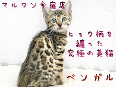 【 ベンガル 】ヒョウ柄を纏った究極の美猫！仲良くなるポイントも大公開！横浜・今宿店発