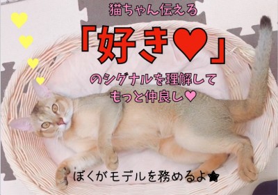 【 アビシニアン 】猫ちゃんが伝える「好き♥」のシグナルを理解してもっと仲良し!