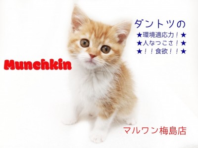 【 マンチカン・子猫 】ネコちゃん初心者にオススメ！人馴れ抜群の長足マンチカン！