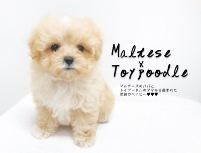 【 MIX犬・子犬 】アプリコットカラーと丸みのあるディテールのマルプー登場！