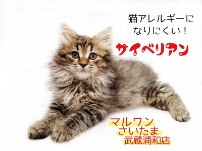 【 サイベリアン 子猫 】猫アレルギーになりにくい種！生活ポイントも解説！