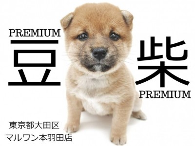 【 豆柴犬 】短い鼻・癒しの垂れ目・丸顔が激カワなタヌキ豆柴の赤ちゃん登場