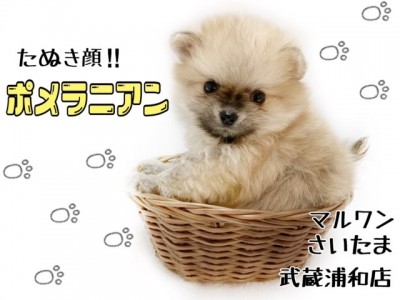 【 ポメラニアン 】究極のたぬきポメ！小さな子犬との暮らしもご紹介！！