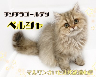 【 ペルシャ 】人気のチンチラゴールデン！飼いやすい3大ポイント！