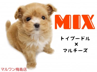 【 MIX犬 】小さめドワーフタイプのマルプーちゃん！その魅力をご紹介！