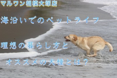 【 神奈川ペットライフ  】湘南エリア・海沿いでの犬との生活＆オススメの犬種！