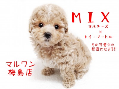 【 MIX犬・マルプー 】 人気のMIX犬！その可愛さの秘密に迫る！