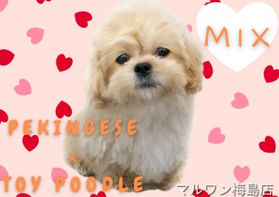 【 MIX犬 】オンリーワン！綺麗なアプリコットカラーのペキプーくんをご紹介！