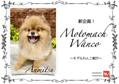 【 元町トリミング 】新企画！Motomachi Wancoモデル犬！