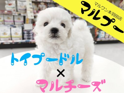【 マルプー 】激可愛いお顔の純白マルプーベイビーが本羽田店に新登場！
