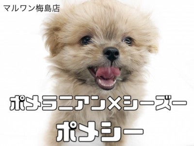 【 MIX子犬 】ポメラニアンとシーズー！たぬきみたいな見た目のもこもこ”ポメシー”！！