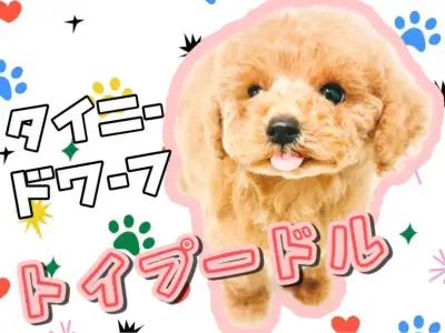 トイプードル 生後4ヶ月半で体重1 2kgのタイニー系 童顔で成長中 マルワンblog ペットショップ マルワン 小さめ子犬 美形な子猫 初心者安心のサポート