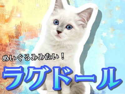 【 ラグドール 】青い宝石の様な瞳を持つ美しい子猫！9/16最新情報
