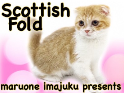 【 スコティッシュフォールド 】垂れ耳・丸顔の温厚ガール！白い靴下を履いた子猫！