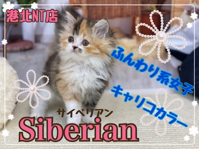 【 サイベリアン 】ふんわり系女子！キャリコカラーが綺麗な優しいお顔の大型猫