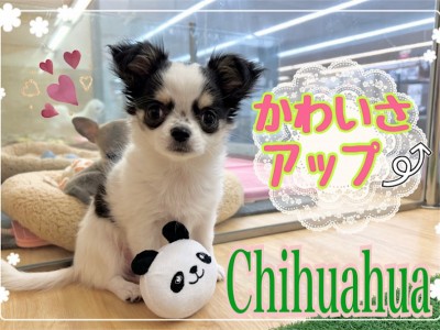 【 チワワ 】NT店のパンダ模様の美少女チワワちゃん