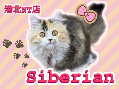 【 サイベリアン 】美猫に成長！4ヶ月のアクティブなキャリコカラーの女の子！
