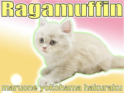【 ラガマフィン 】懐っこくて甘えん坊！スキンシップ大好きなぬいぐるみ猫