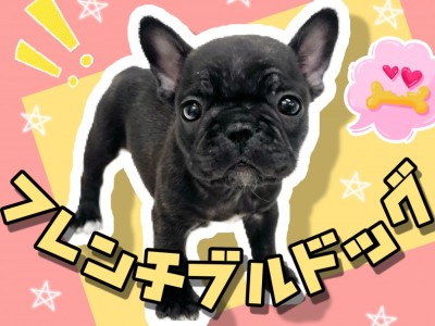 【 フレンチブルドッグ 】鼻ぺちゃ代表犬種！無邪気な姿が可愛すぎるフレブルちゃん