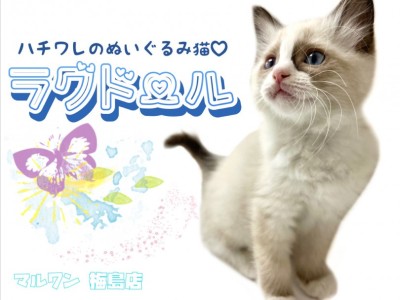 【 ラグドール 】子猫人気NO.1！ハチワレ模様が特徴のぬいぐるみ猫！