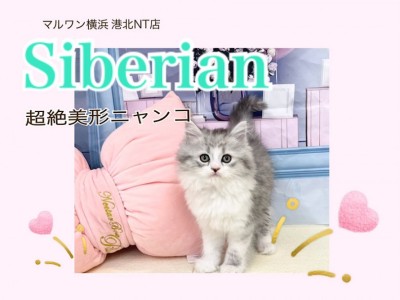 【 サイベリアン 】シルバーカラーの超絶イケにゃんサイベリアン