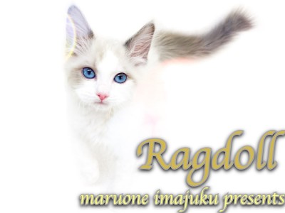 【 ラグドール 】幸せを運ぶブルーポイントバイカラー！甘え上手な温厚CAT現る！