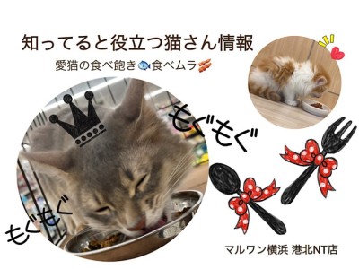 【 お役立て情報 】猫さんの気になる食べ飽き・食べムラには理由がある！