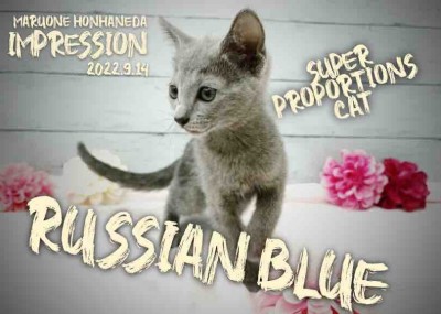 【 ロシアンブルー 】幼きににして美しきプロポーションを持った子猫を特集！