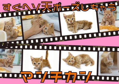 【 マンチカン 】短足チャトランが超絶可愛い！大倉山流子猫物語！