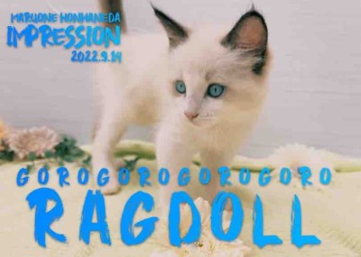 【 ラグドール 子猫 】ラグドール愛好家が解説！シールポイントバイカラーの魅力！