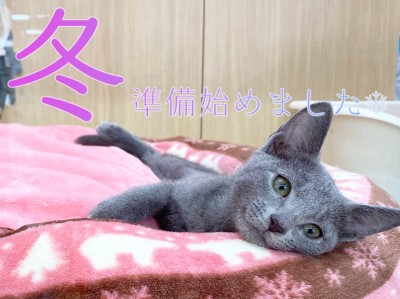 【冬の準備】猫ちゃん大喜び！！ふわふわベット導入！！