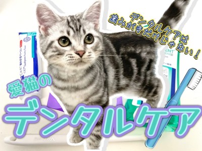 【 猫のデンタルケア 】愛猫のデンタルケア方法は歯磨きだけじゃない！