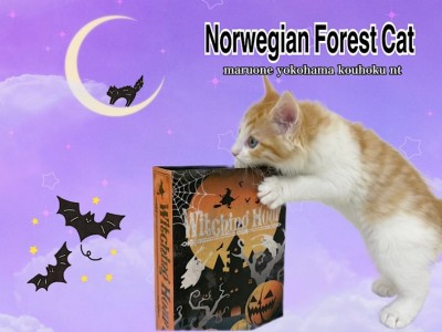 【 ノルウェージャンフォレストキャット 】優しいカラーの穏やかな大型猫種