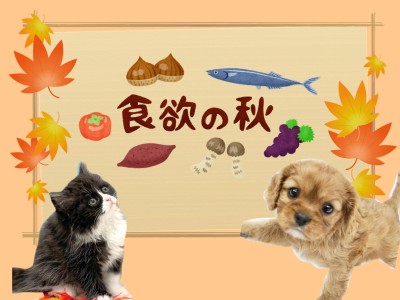 【 愛犬・愛猫の食事 】ペットにもある食欲の秋！注意したい秋の誘惑