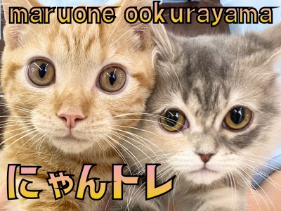 【 にゃんトレ 】大倉山店流猫ちゃんのトレーニング内容のご紹介！