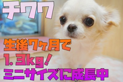 【 チワワ 】生後7ヶ月で体重1.3kg！極小サイズに成長中！