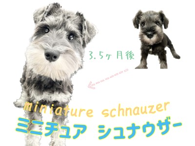 【 ミニチュア・シュナウザー 】生後5ヶ月！甘えん坊シュナちゃんの成長記録！