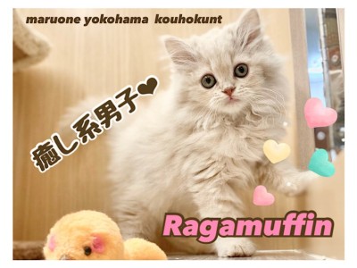 【 ラガマフィン 】これぞ猫のテディベア！ふんわり可愛い系大型猫にゃん