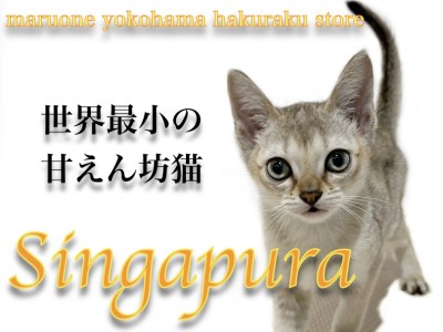 【 シンガプーラ 】見た目と性格のギャップが最高！世界最小の甘えん坊猫