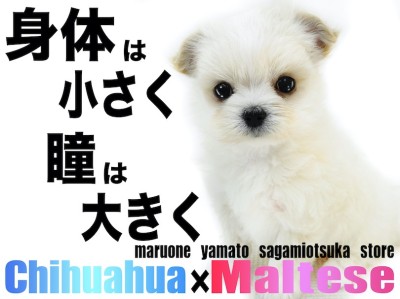 【 MIX 】小さな身体に大きな瞳！小型犬最小クラスのミックス犬チワマル！