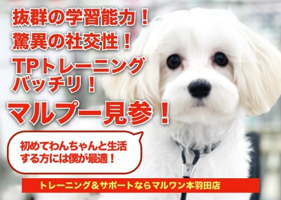 【 MIX犬 】たっぷりトレーニングを積んだマルプーちゃんが本羽田にやってきた！