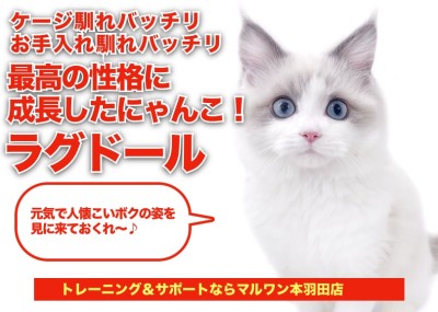 【 ラグドール 】初めてネコちゃんを飼うなら本羽田店のラグドールちゃんに決定！
