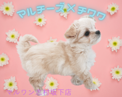 【 MIX犬 】志村坂下店空前のMIXブーム沸騰中！激かわマルチワ登場！