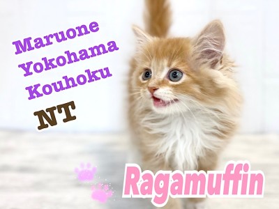 【 ラガマフィン 】優しいカラーの大型猫種！甘えん坊の美猫マフィンくん
