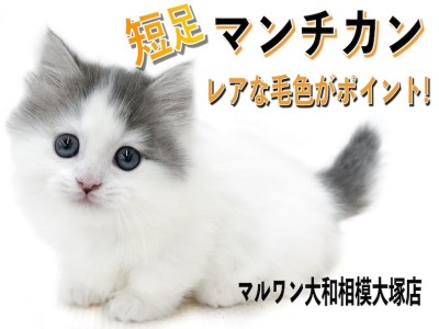 【 マンチカン 】短足とホワイトバンの毛色が特徴！可愛い表情と短い猫パンチに注目
